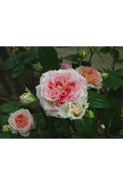 Rosa climber Cesar опис